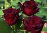 Роза садовая чайногибридная в горшке Блэк Мэджик