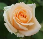 Роза садовая чайногибридная в горшке Пич Аваланш