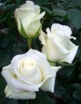 Роза садовая чайногибридная в горшке Анастасия