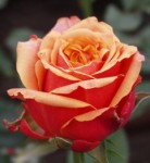 Роза садовая чайногибридная в горшке Черри Бренди