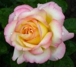 Роза садовая чайногибридная в горшке Глория