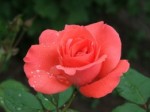 Роза садовая чайногибридная в горшке Валентина