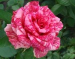 Роза садовая чайногибридная в горшке Пинк Интуишн