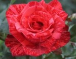 Роза садовая чайногибридная в горшке Ред Интуишн