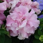 Петуния рассада смесь цветов 5-6 листов розовая махровая