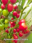 Рассада томата Аргентинская сливка №6 сорт индетерминантный, поздний, красный