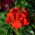 Пеларгония зональная Красная махровая взрослое растение в горшке d-12