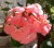 Пеларгония зональная Рябая розовая махровая взрослое растение в горшке d-12
