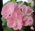 Пеларгония зональная Розовая махровая взрослое растение в горшке d-17