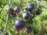 Рассада томата Баскью Блю №7 сорт детерминантный, среднеспелый, сине-фиолетовый