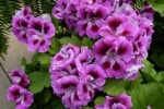 Пеларгония королевская Фиолетовая в горшке d-12