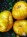 Рассада томата Большая желтая зебра №10 сорт индетерминантный среднеспелый желтый