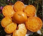 Рассада томата Большой оранжевый №11 сорт индетерминантный ,среднеспелый ,оранжевый