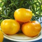 Рассада  томата Желтый мармелад №29 сорт детерминантный раннеспелый желтый