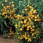 Рассада томата Ильди №35 сорт детерминантный раннеспелый желтый