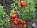 Рассада томата Казацкий №38 сорт детерминантный среднеспелый красный