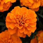Тагетес (Бархатцы отклоненные махровые  мелкоцветковые) Bonanza оранжевый в кассете