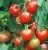 Рассада  томата Моравское чудо №54 сорт индетерминантный раннеспелый красный