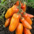 Рассада  томата Перцевидный полосатый №62 сорт детерминантный среднеспелый красный