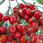Рассада  томата Поцелуй герани №66 сорт детерминантный раннеспелый красный