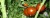 Рассада  томата Тайяна №110 сорт детерминантный раннеспелый красный