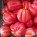Рассада  томата Этуаль №85 сорт детерминантный среднеспелый розовый