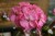 Пеларгония зональная диам. 12 см розовая махровая 2-3 соцветия