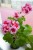 Пеларгония зональная диам. 12 см розово-малиновая простая 2-3 соцветия