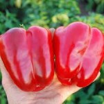 Рассада Перца болгарского сладкого сорт Корнелия 5 шт  цвет красный