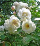 Роза парковая Белая Эледия белого цвета в горшке 2,1 л в горшке 2,1 л