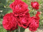 Роза кустовая Четырех Ветров красного цвета в горшке 2,1 л