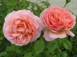 Роза шраб Абрахам Дерби розово-персикового цвета в горшке 2,1 л