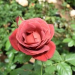 Роза спрей Терракота коричневого цвета в горшке 2,1 л