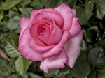 Роза чайно-гибридная Валентина ярко-малинового цвета в горшке 2,1 л