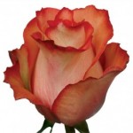 Роза чайно-гибридная Игуана оранжево-лососевого цвета в горшке 2,1 л