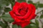 Роза чайно-гибридная София насыщенно-красного цвета в горшке 2,1 л