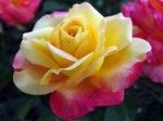 Роза чайно-гибридная Восточный Экспресс сливочно-желтого цвета с малиновыми краями в горшке 2,1 л
