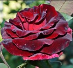 Роза чайно-гибридная Блек Баккара темно-красного цвета в горшке 2,1 л