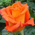 Роза чайно-гибридная Рыжая оранжевого цвета в горшке 2,1 л