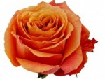Роза чайно-гибридная Милва оранжево-красного цвета с бронзовым отливом в горшке 2,1 л