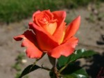 Роза чайно-гибридная Моника насыщенно-оранжевого цвета с желтым пятном у основания лепестков в горшке 2,1 л