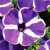  Саженец Петуния Каскадиас Пурпл Гем (CASCADIAS Purple Gem) № 10 фиолетовая с белым 