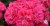 Пеларгония розебундная Survivor Rosalinda, укорененный черенок