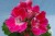 Пеларгония зональная Красная с розовым махровая в горшке d-12 2-3 соцветия