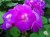 Пеларгония зональная Фиолетовая махровая в горшке d-12 2-3 соцветия