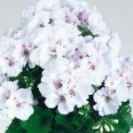 Пеларгония королевская Белая взрослое растение в горшке d-12