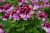 Пеларгония королевская Двухцветная взрослое растение в горшке d-12