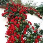 Роза Нахеглут плетистая  красная  200-300 см , аромат слабый