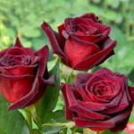  Роза Блэк меджик чайно-гибридные темно- бордовая до 120 см аромат средний