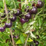 10 семян томата Баскью Блю №7 сорт детерминантный, среднеспелый ,синий